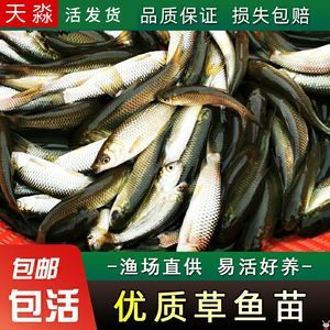 龍魚飼料魚 分開養(yǎng)嗎怎么養(yǎng)活 龍魚百科 第3張