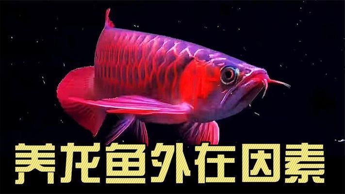 紅金龍魚怎么養(yǎng)