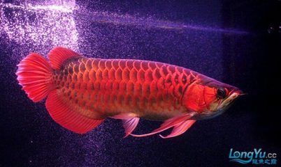 龍魚成年后幾天喂一次飼料 龍魚百科 第3張