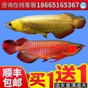 龍魚批發(fā)價(jià)格查詢網(wǎng)