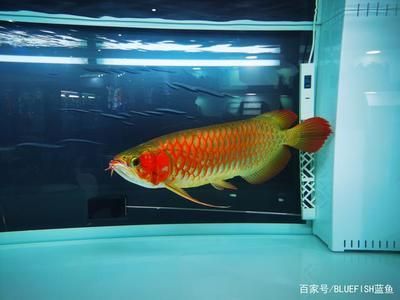 龍魚看到人害怕撞缸是為什么 龍魚百科 第3張