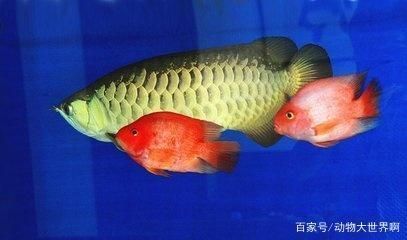 龍魚最長能餓多久不死