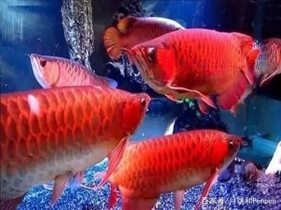 龍魚能喂活食嗎為什么 龍魚百科