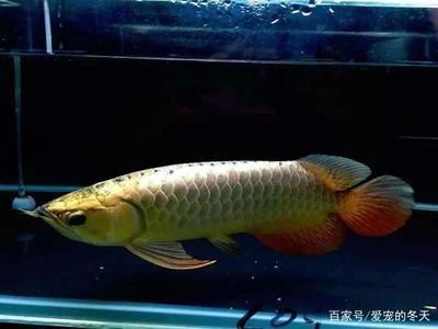 龍魚(yú)的價(jià)格與養(yǎng)殖的價(jià)格一樣嗎