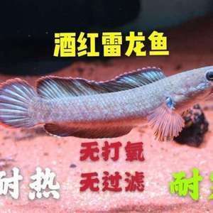 酒紅雷龍魚飼養(yǎng)溫度 龍魚百科 第3張