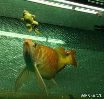 龍魚開燈不愛游動怎么回事 龍魚百科