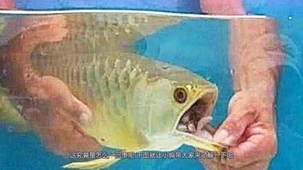 金龍魚(yú)不吃東西能活多久 龍魚(yú)百科 第3張