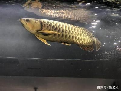 龍魚水面吸氣水里排氣正常嗎 龍魚百科 第2張