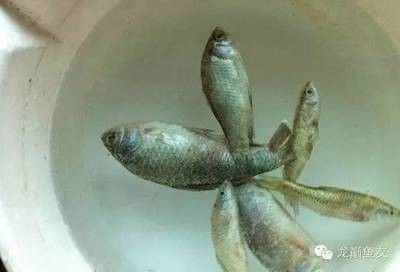 龍魚燒須癥狀 龍魚百科