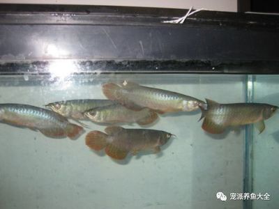 店鋪招財(cái)金龍魚頭向哪擺放