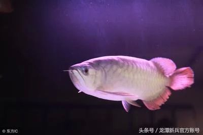 龍魚燈光怎么擺放 龍魚百科 第3張