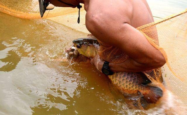 龍魚吃食反復(fù)吐出來(lái)怎么辦