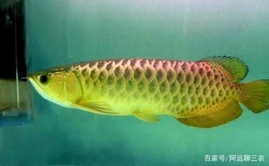 龍魚可以喂蜈蚣嗎