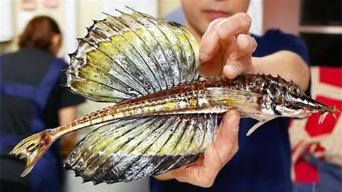 金龍魚(yú)金頭如何判定會(huì)滿(mǎn)金 龍魚(yú)百科