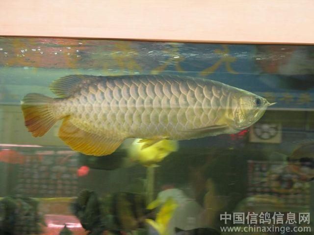 巨型金龍魚