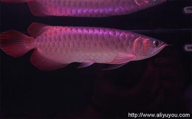 一條龍魚多少錢？ 龍魚百科 第2張