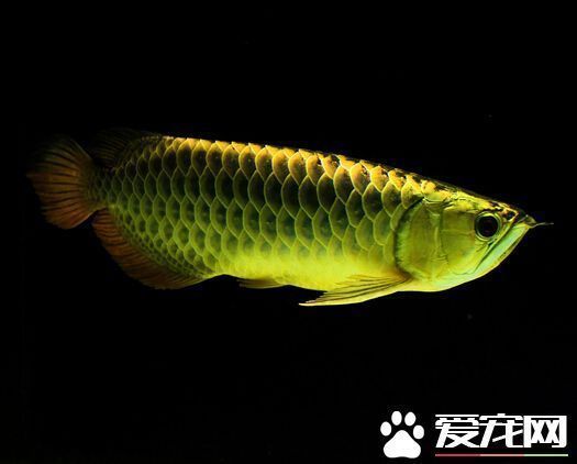 最貴紅龍魚價(jià)格表大全 龍魚百科 第2張