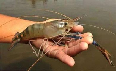 龍魚(yú)喂淡水蝦還是海水蝦比較好