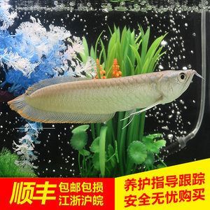 龍魚怎么養(yǎng)出狀態(tài)好