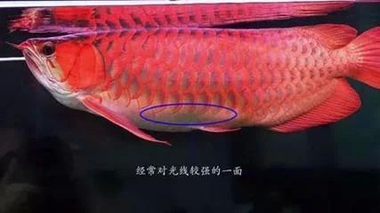 龍魚頂燈位置示意圖