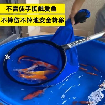 龍魚跳出魚缸摔到地下怎么辦 龍魚百科 第2張