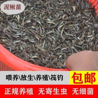 龍魚(yú)喂養(yǎng)顆粒飼料怎么喂好些 龍魚(yú)百科