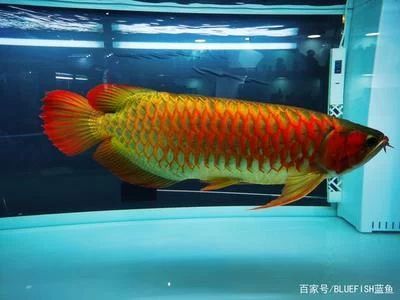 龍魚的魚缸多大可以養(yǎng)魚 龍魚百科 第3張