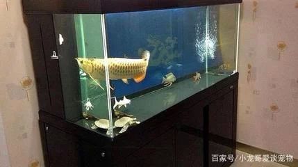 龍魚的魚缸多大可以養(yǎng)魚 龍魚百科 第2張