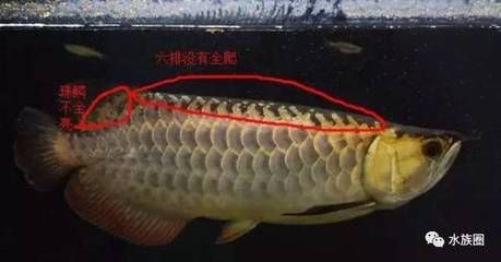 金龍魚的珠鱗怎么看品相