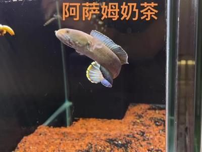 奶茶雷龍魚配對需要注意什么事項(xiàng)