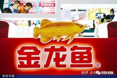 金龍魚為什么漲價這么厲害