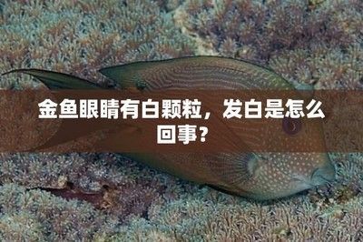 龍魚(yú)死后眼睛發(fā)白什么原因 龍魚(yú)百科 第1張