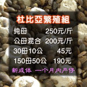 龍魚配合飼料的比例 龍魚百科 第2張