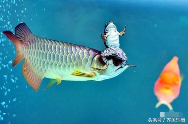 龍魚喂什么活食好吃 龍魚百科