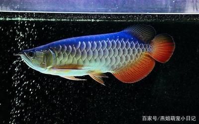 龍魚最好吃什么食物和水果好養(yǎng)活 龍魚百科 第2張