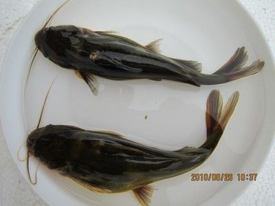 金龍魚苗好養(yǎng)嗎？ 龍魚百科