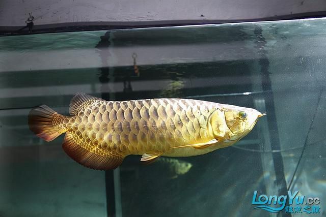 龍魚狀態(tài)不好,一驚一乍