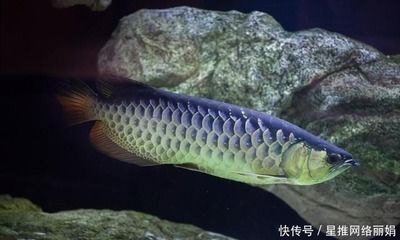 龍魚狀態(tài)不好,一驚一乍