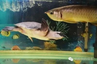 龍魚在魚缸底層游是什么原因 龍魚百科 第2張