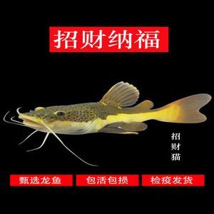 龍魚(yú)怎么做檢疫