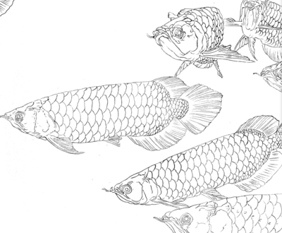 金龍魚白描圖