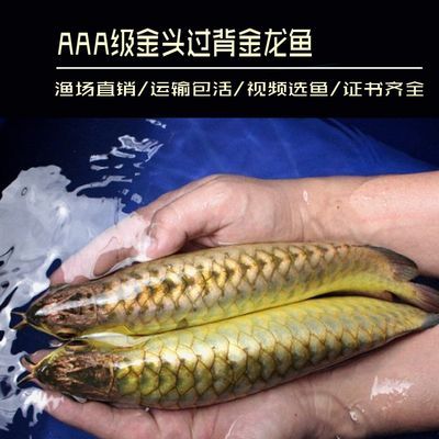 金龍魚頭上起包 龍魚百科 第1張