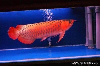 龍魚食可不可以喂錦鯉飼料 龍魚百科