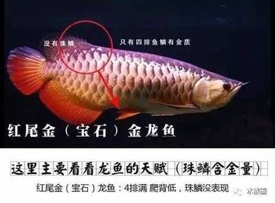 金龍魚真的有金子嗎 龍魚百科 第3張