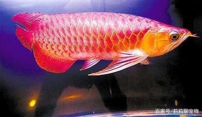 紅龍魚怎么選