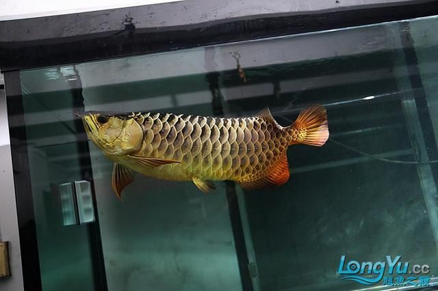 怎樣防治預(yù)防龍魚(yú)寄生蟲(chóng)病害的措施有哪些呢 龍魚(yú)百科 第2張