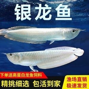 10cm紅龍魚魚苗價(jià)格多少 龍魚百科 第2張