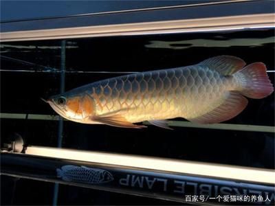 龍魚開燈最佳時間是幾點鐘 龍魚百科 第2張