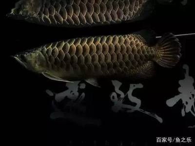 龍魚會餓死么 龍魚百科