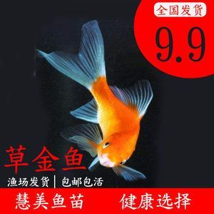 紅龍魚多長時間喂一次飼料好 龍魚百科 第3張